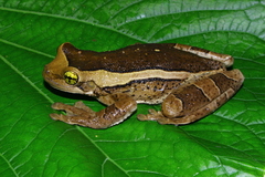 Trachycephalus mesophaeus