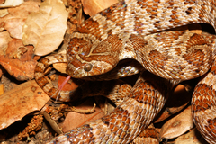 Trimorphodon lyrophanes