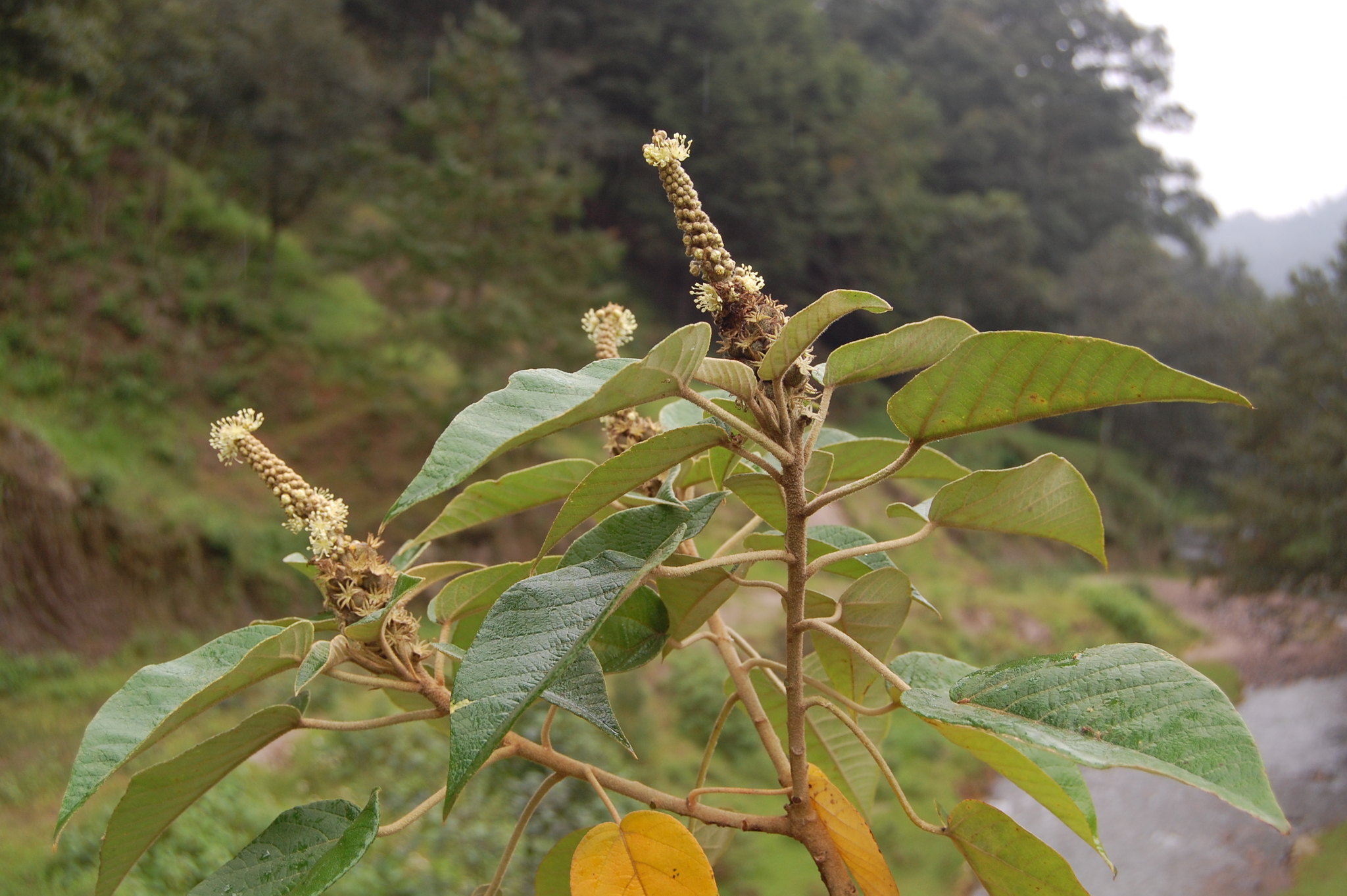 Croton stipulaceus