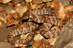 Trimorphodon lyrophanes