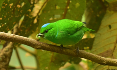 Chlorophonia occipitalis