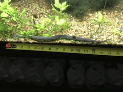 Amphiuma