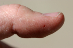 Trimorphodon lyrophanes