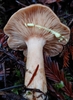 Lactarius chrysorrheus - Photo (c) Warren Cardimona, some rights reserved (CC BY-NC), uploaded by Warren Cardimona