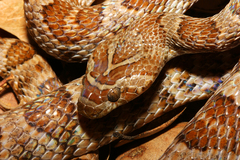 Trimorphodon lyrophanes