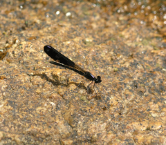 Aristocypha fenestrella
