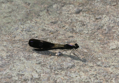 Aristocypha fenestrella