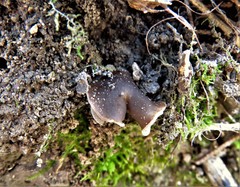 Helvella compressa