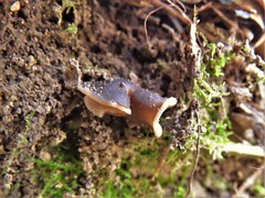 Helvella compressa