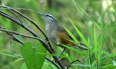 Cantorchilus modestus