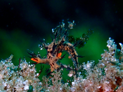 Cabangus regius
