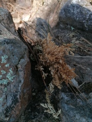 Selaginella lepidophylla