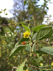 Capsicum rhomboideum
