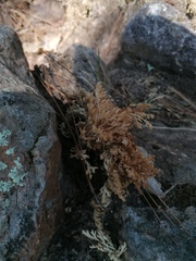 Selaginella lepidophylla