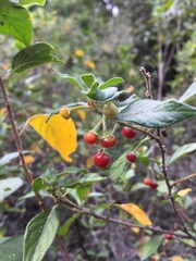 Capsicum rhomboideum