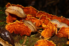 Meghimatium pictum