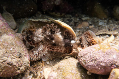 Scorpaena jacksoniensis