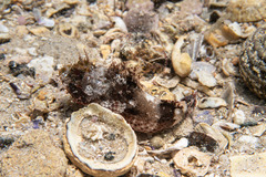 Scorpaena jacksoniensis