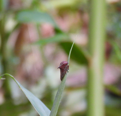 Umbonia reclinata
