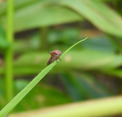 Umbonia reclinata