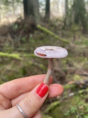 Cortinarius salor