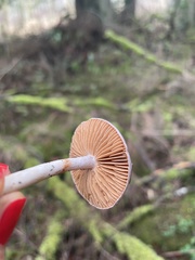 Cortinarius salor