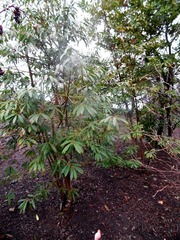 Ilex fargesii
