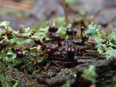 Trichia botrytis