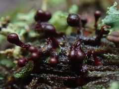 Trichia botrytis