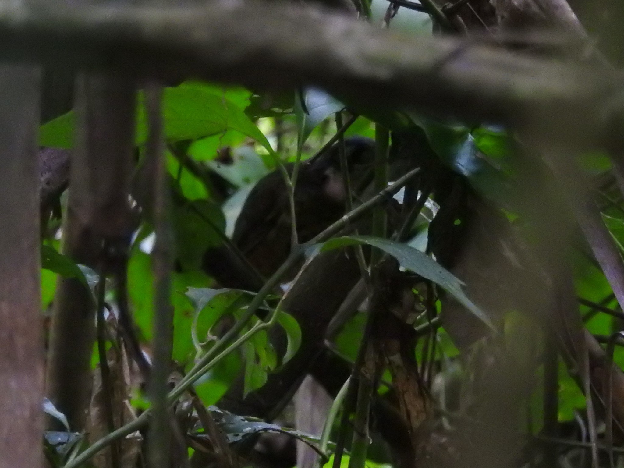 White-lored Antpitta (Myrmothera fulviventris)