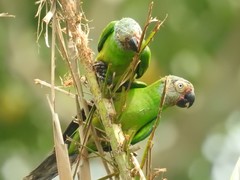 Dusky-Headed Parakeet photo 4