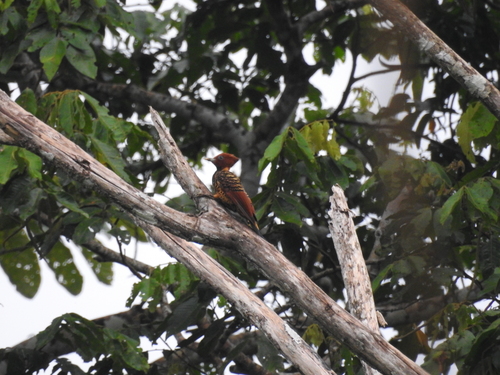 Rufous-headed Woodpecker (Celeus spectabilis), photo 4