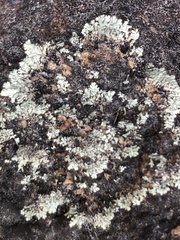 Arctoparmelia centrifuga