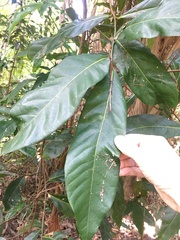 Cryptocarya hypospodia