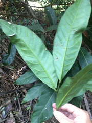 Cryptocarya hypospodia