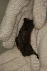 Vespertilio sinensis