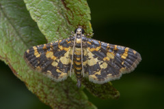 Eurrhyparodes tricoloralis