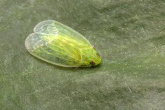 Kallitaxila granulata