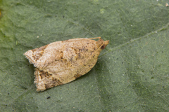 Neocalyptis affinisana