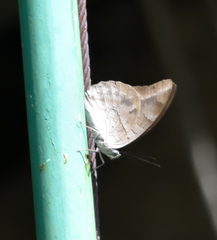 Archaeoprepona demophon centralis