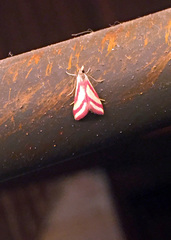 Microtheoris vibicalis
