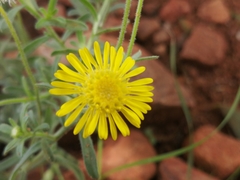 Felicia mossamedensis