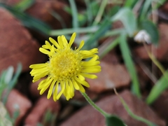 Felicia mossamedensis