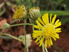 Felicia mossamedensis