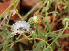 Felicia mossamedensis