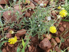 Felicia mossamedensis