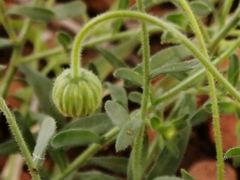 Felicia mossamedensis