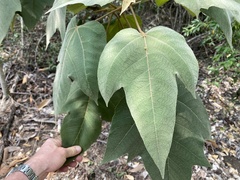 Croton gossypiifolius