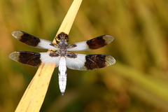 Plathemis subornata