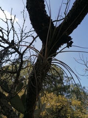 Tillandsia schiedeana